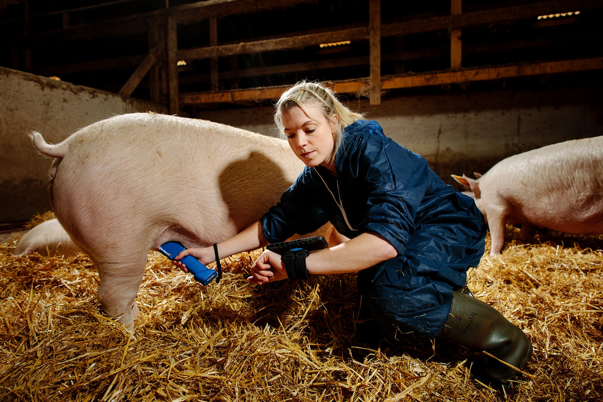 Early pregnancy scanning at sows